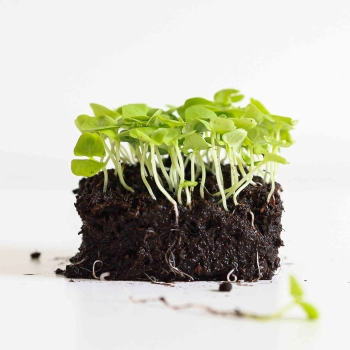 Basil Green Italian Microgreens