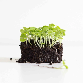 Basil Green Italian Microgreens With Roots
