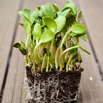 Sunflower Microgreens .jpg