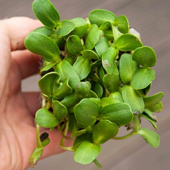 Sunflower Microgreens leaves in hand