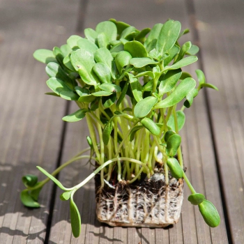 Sunflower Microgreens with roots