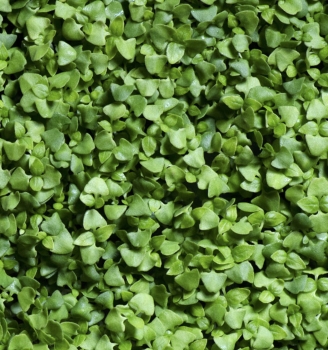 Basil Italian Microgreens Leaves