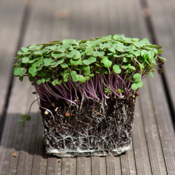 kale red russian microgreens with roots
