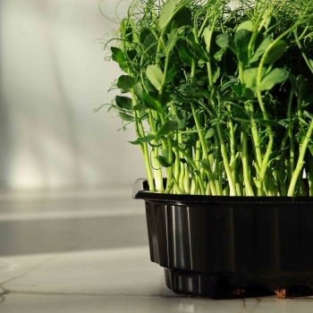Low Growing Pots - 10x12cm with microgreens