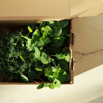 Transport Box with Microgreens inside