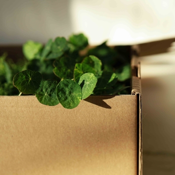 Micro-greens in Transport Box