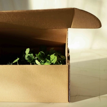 Microgreens in Transport Box