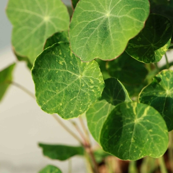 Nasturtium Tom Thumb Alaska Edible Leaves