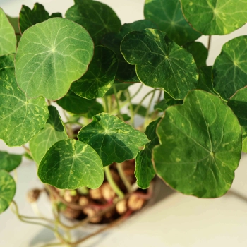 Nasturtium Tom Thumb Alaska Edible microgreens