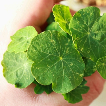 Nasturtium Tom Thumb Alaska Microgreens