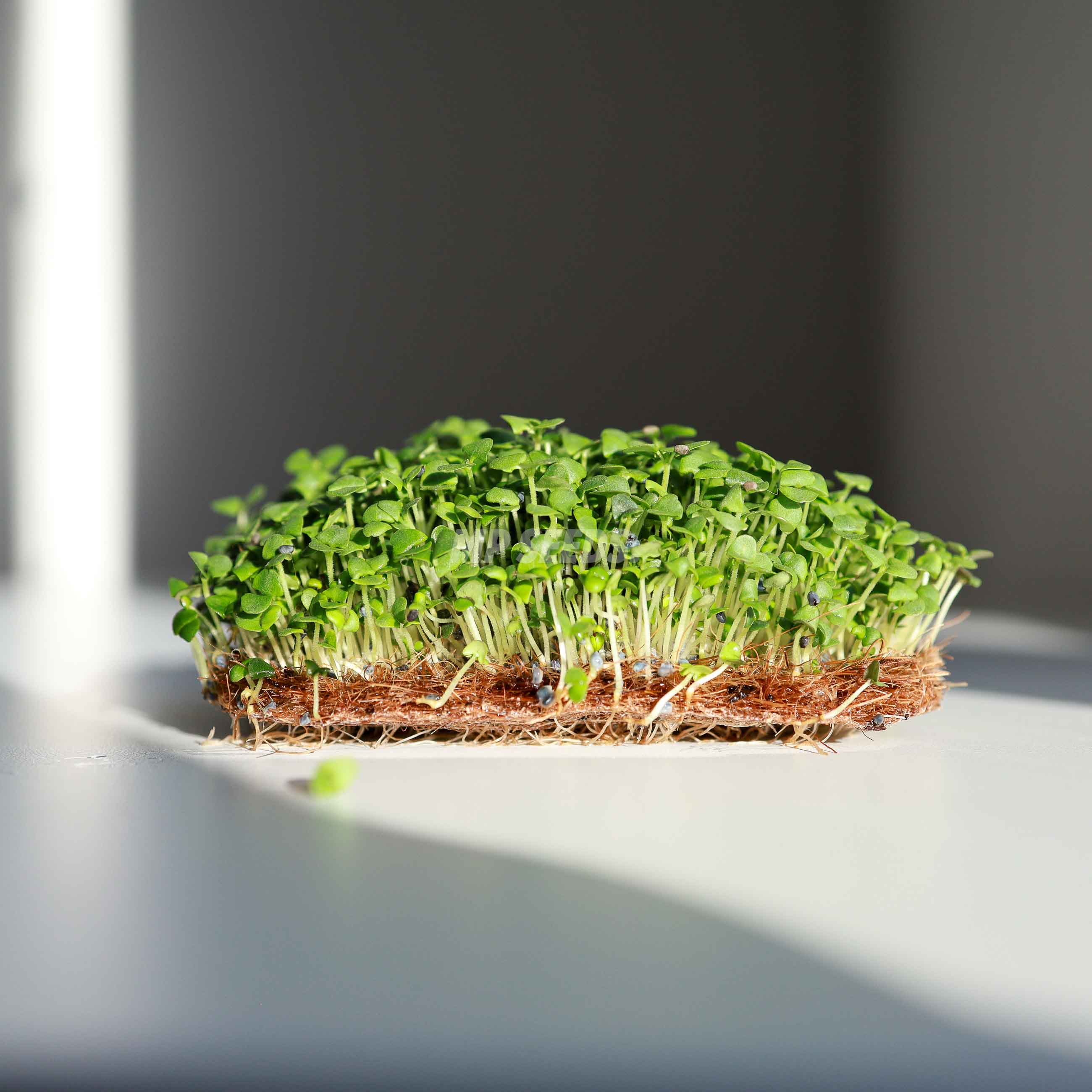 Basil Cinnamon microgreens with green leaves
