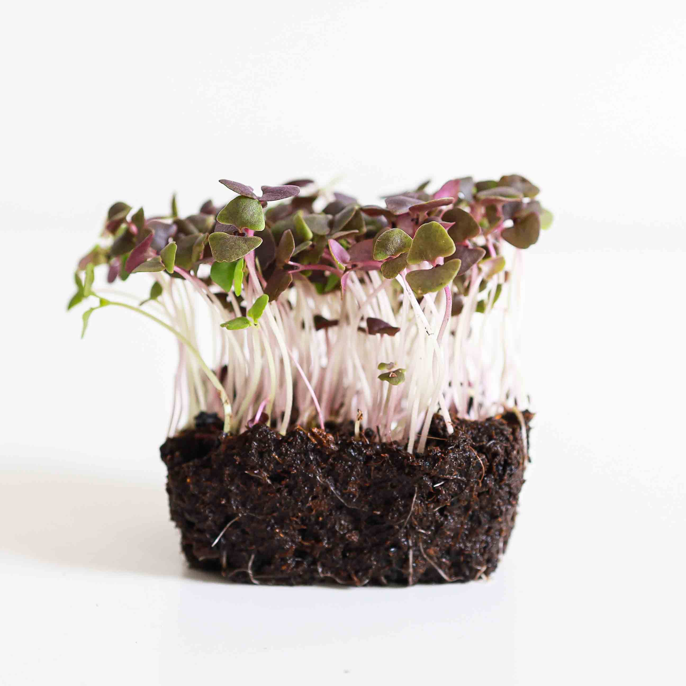 Red Opal basil microgreens with purple-red leaves