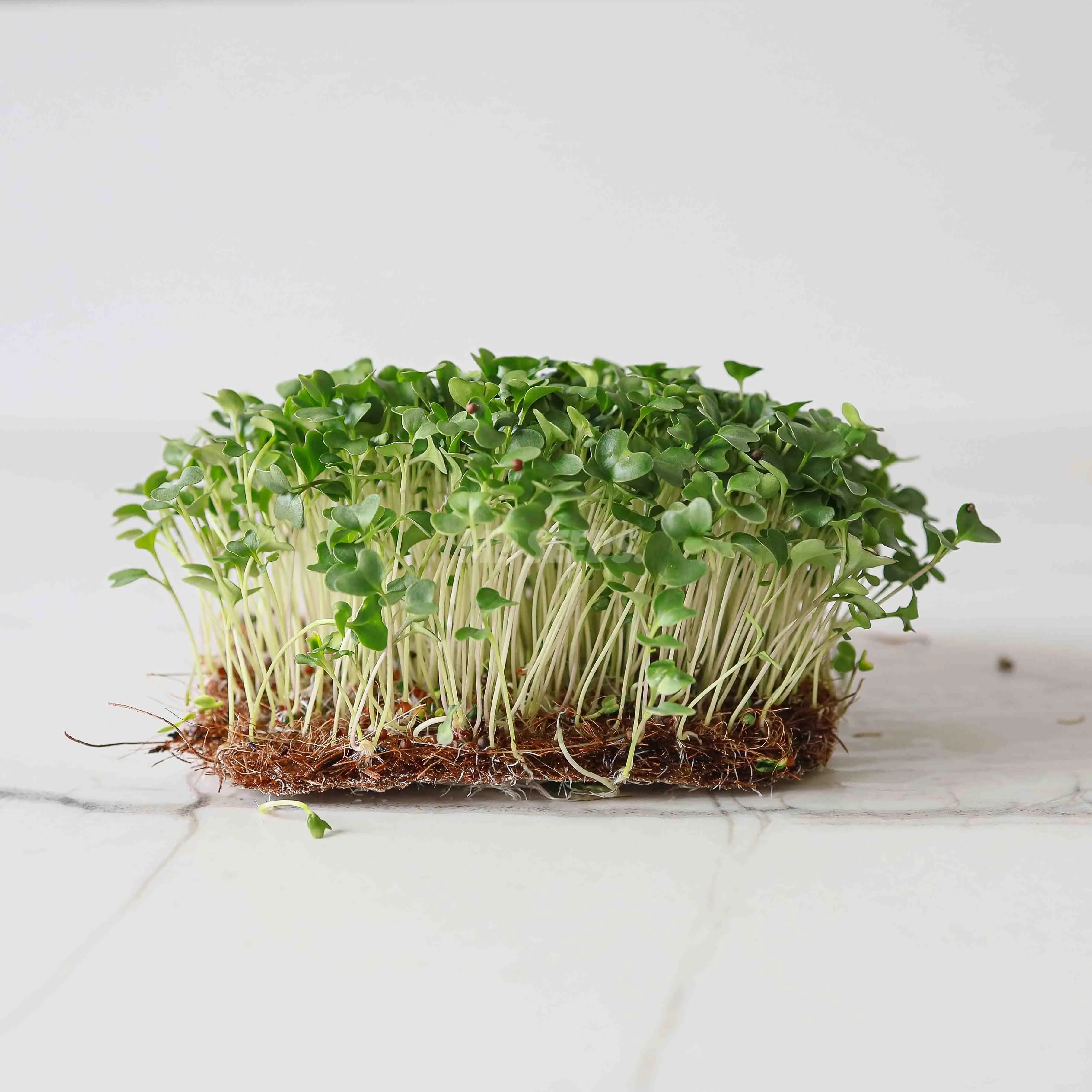broccoli calabarese microgreens