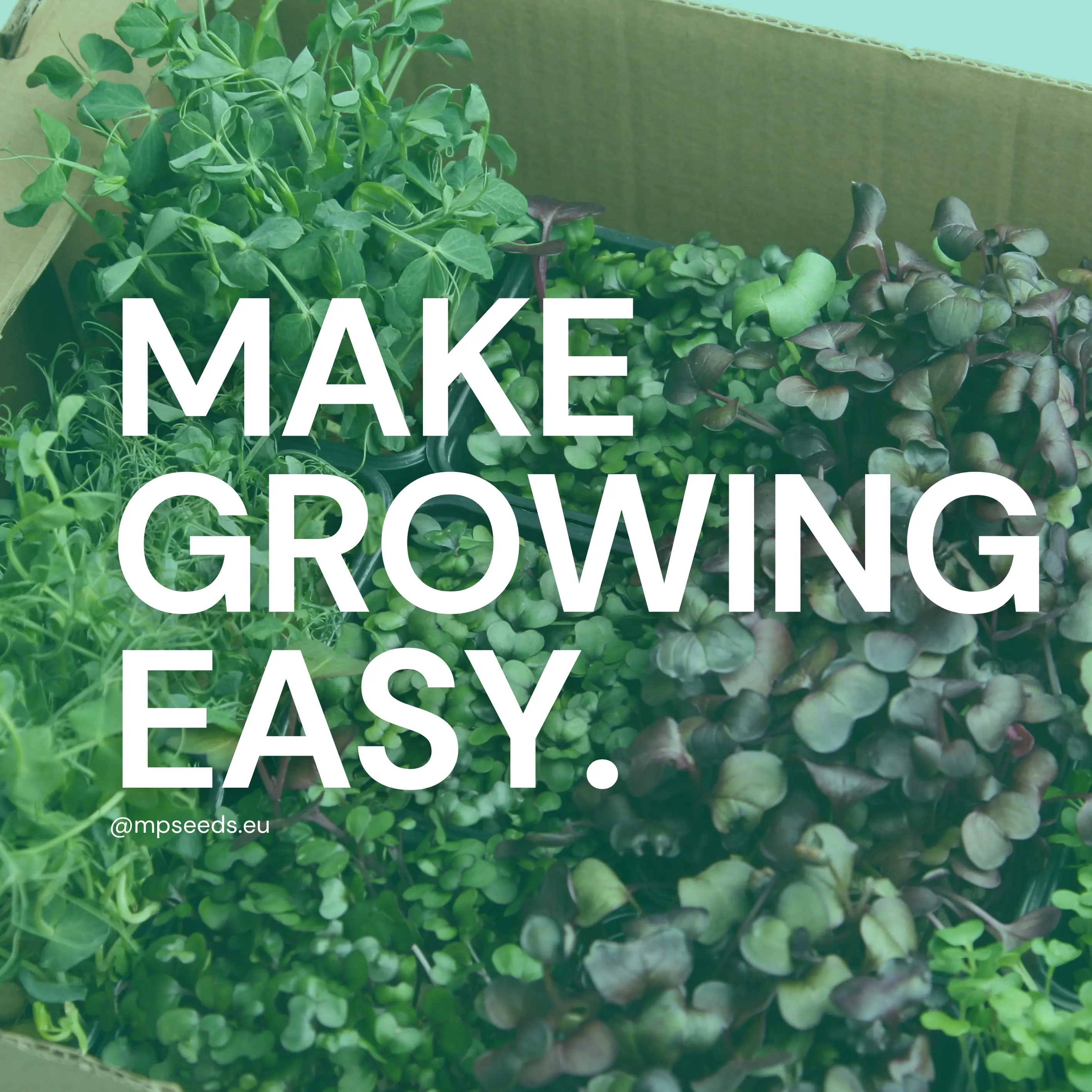 easy growing micorgreens