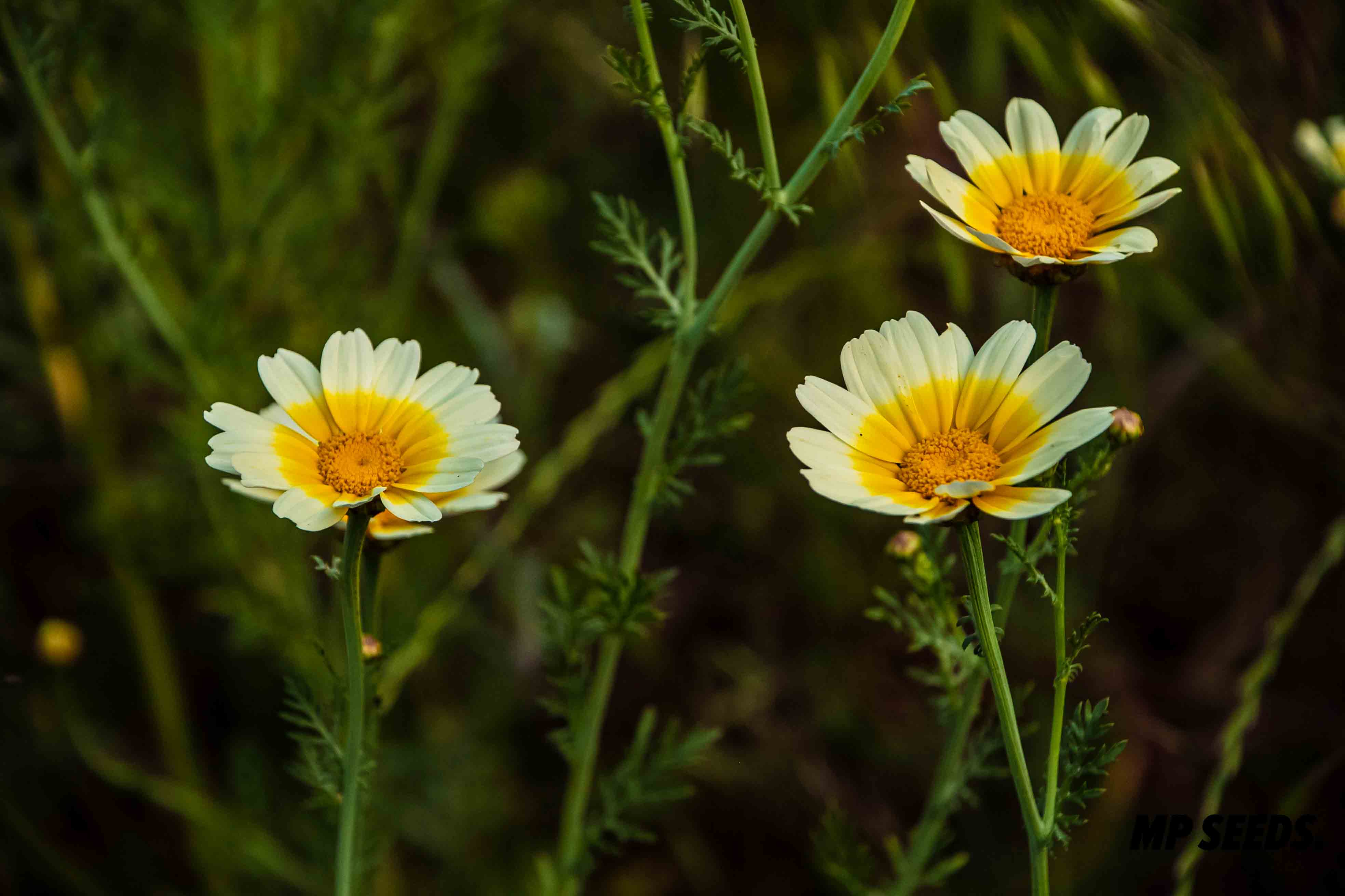 Identifying Edible Flowers & Interesting Facts about them (with