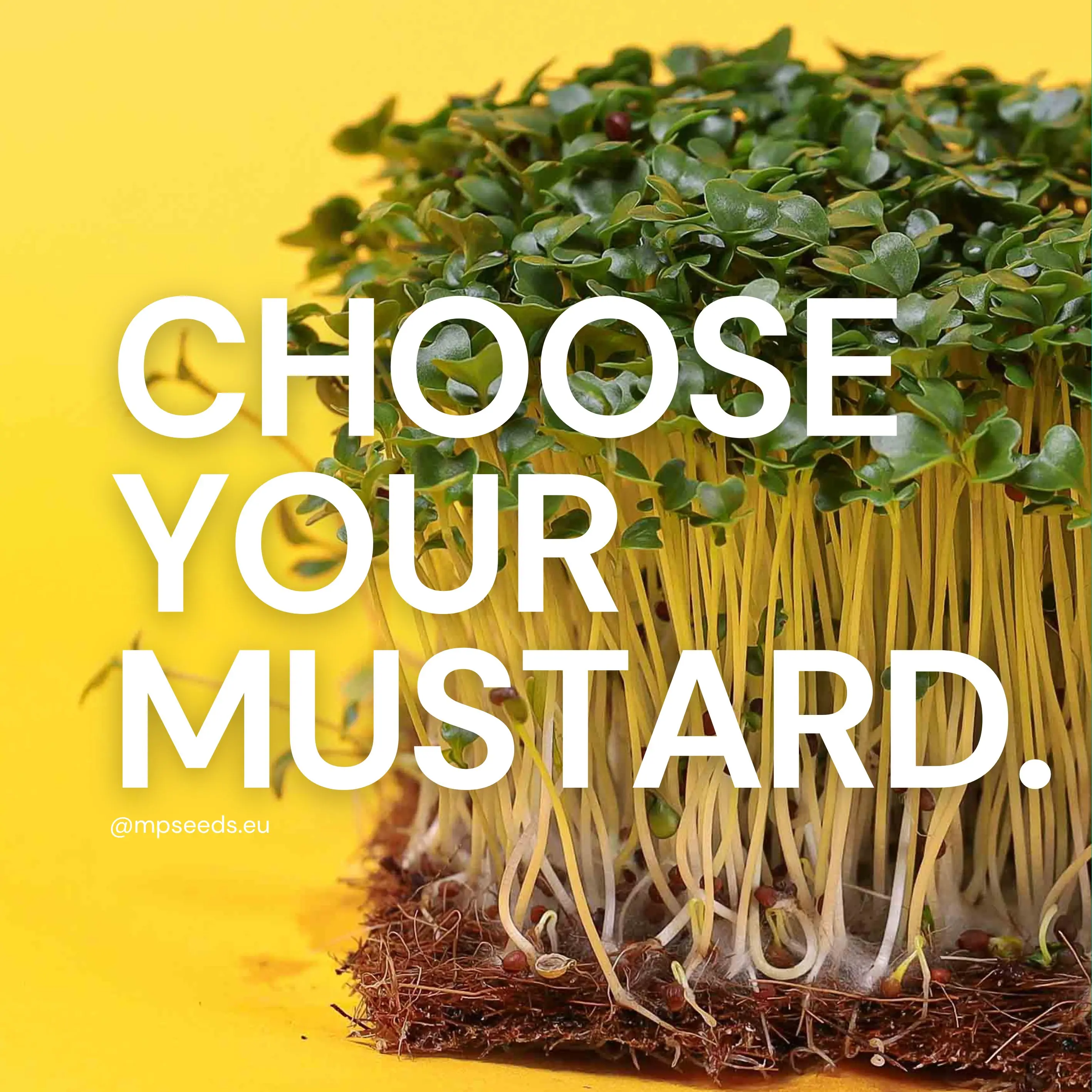 Which mustard variety should you grow? 