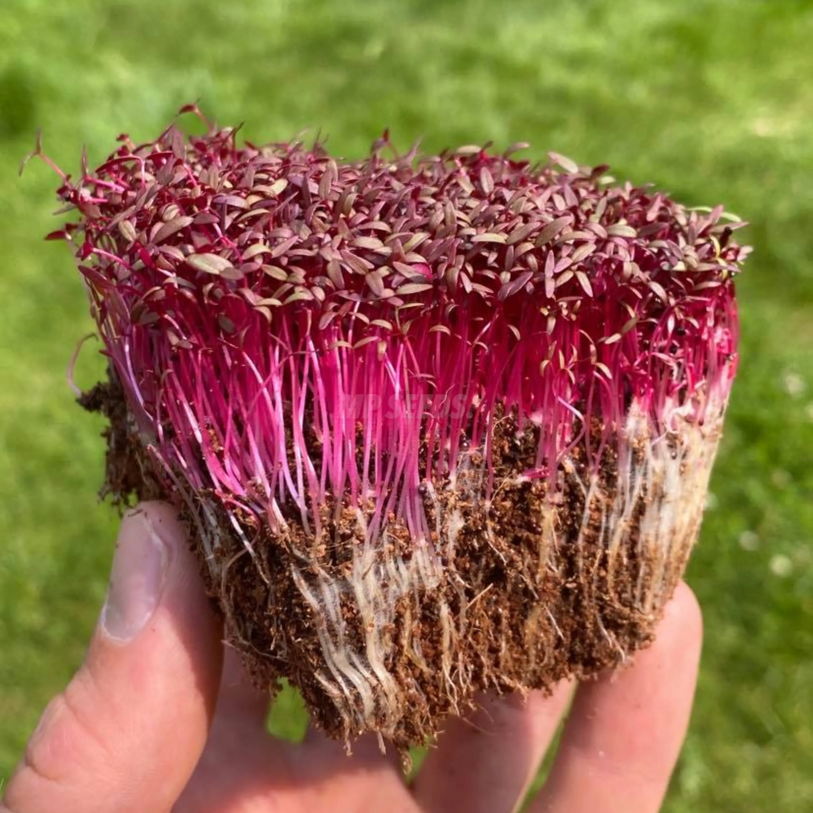 amaranth-red-microgreens-recipie