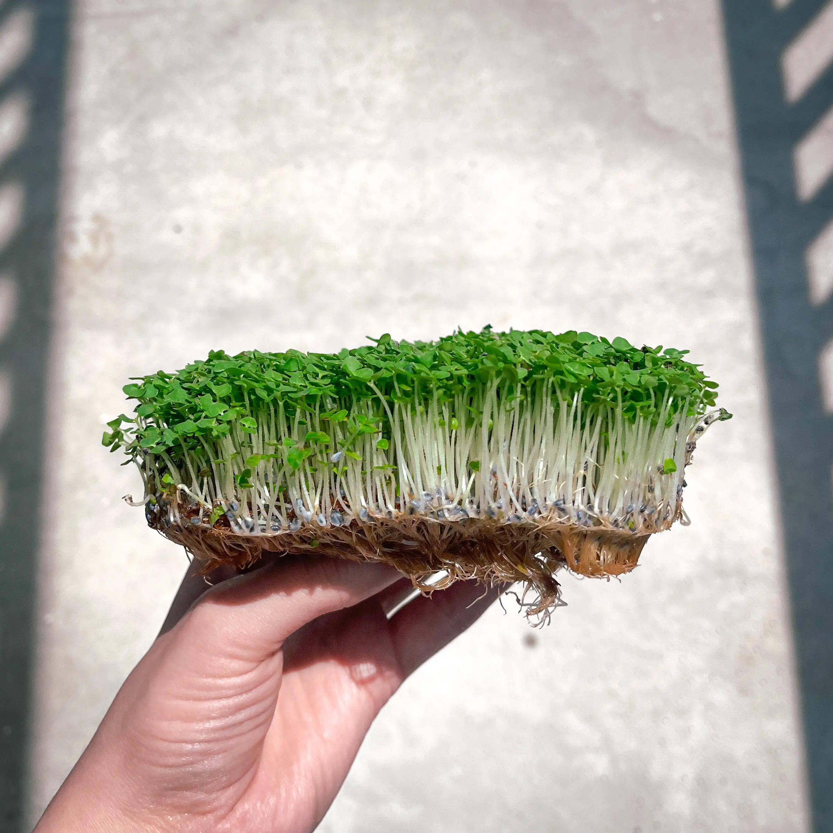 Italian, Red Opal, Lemon and Cinnamon basil microgreens compared