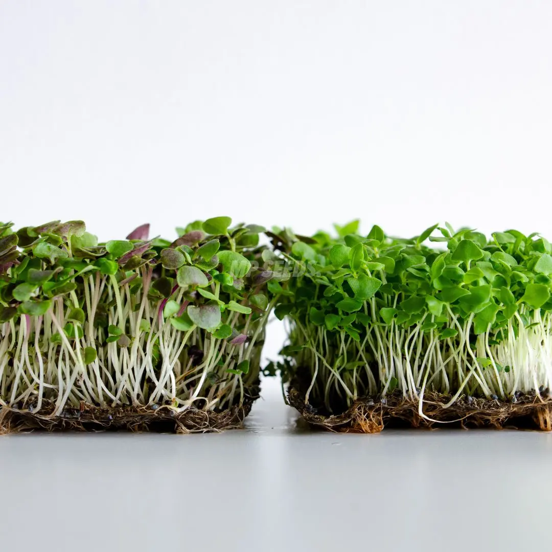 Italian and Lemon basil microgreens compared