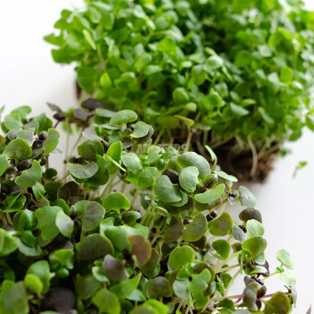 Red Opal basil microgreens with purple-red leaves and Lemon basil microgreenswith green leaves