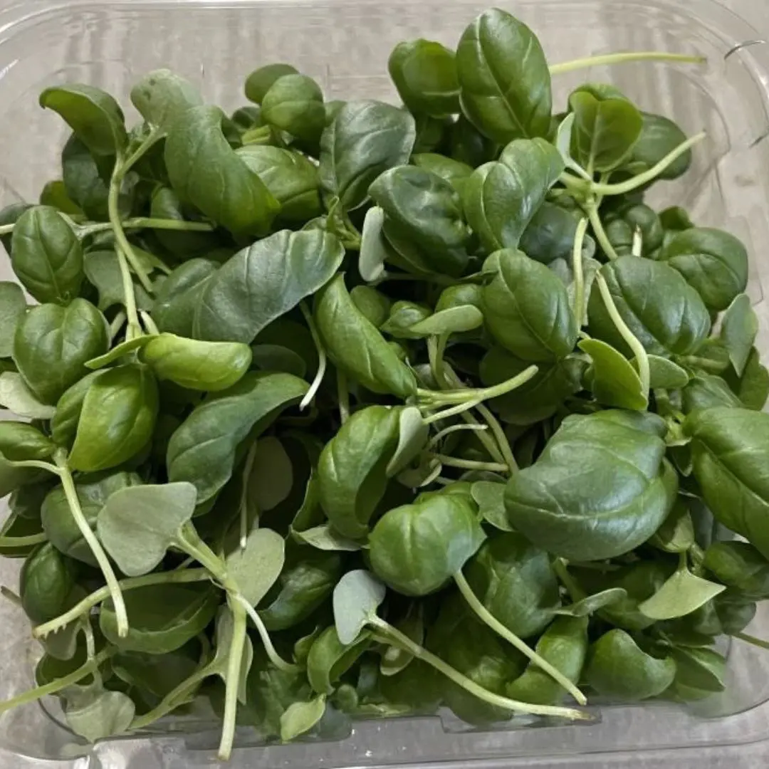 Basil microgreens harvested