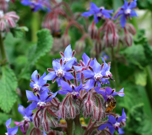 Identifying Edible Flowers & Interesting Facts about them (with