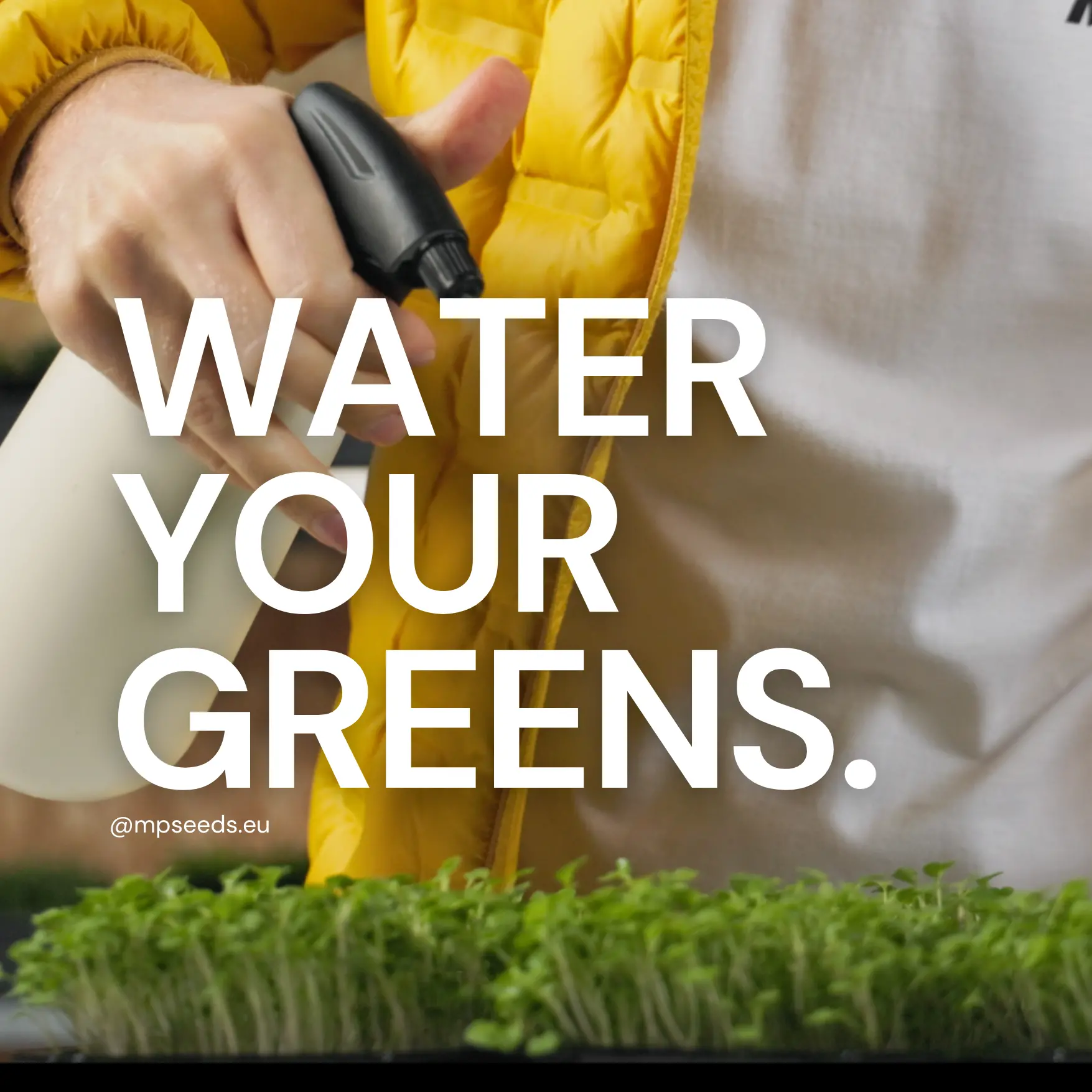how-to-water-microgreens