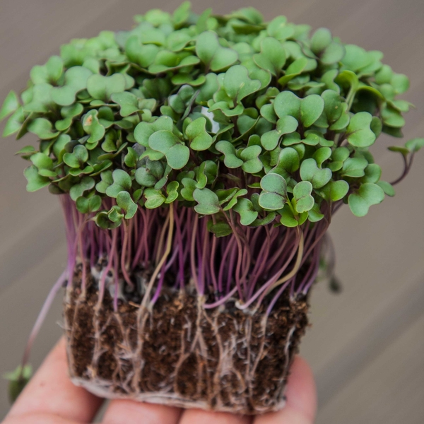 Kohlrabi Red microgreens