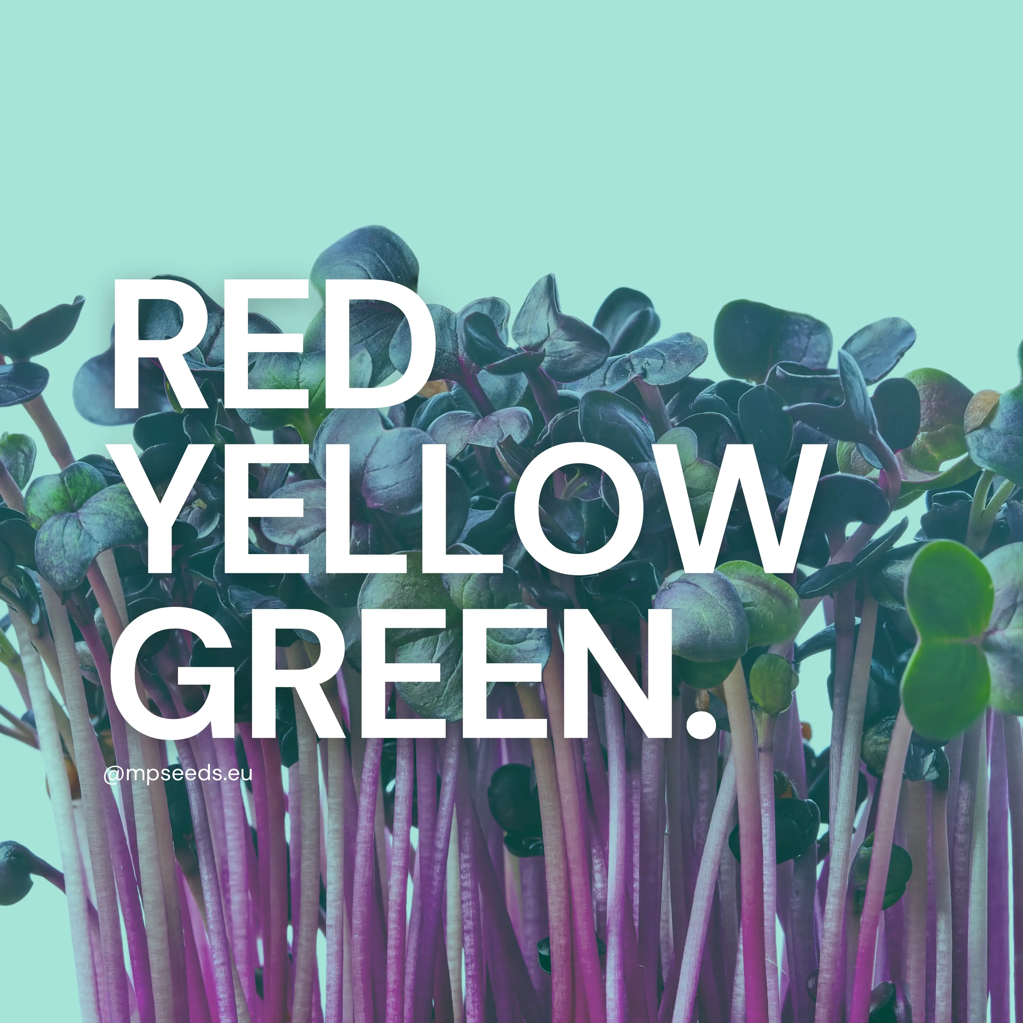 different-colours-micorgreens