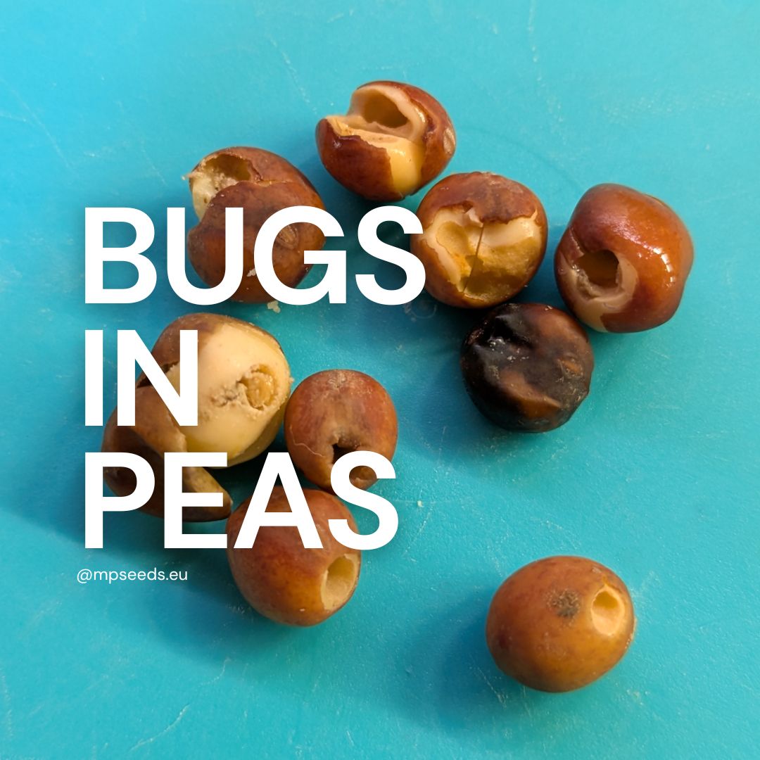 Pea weevil (Bruchus pisorum) damaging a pea seed — a common pest threat in pea cultivation.