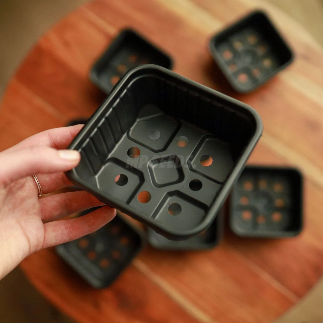 Top Trays for Microgreens : Your Guide to Growing Trays and Pots, MP SEEDS