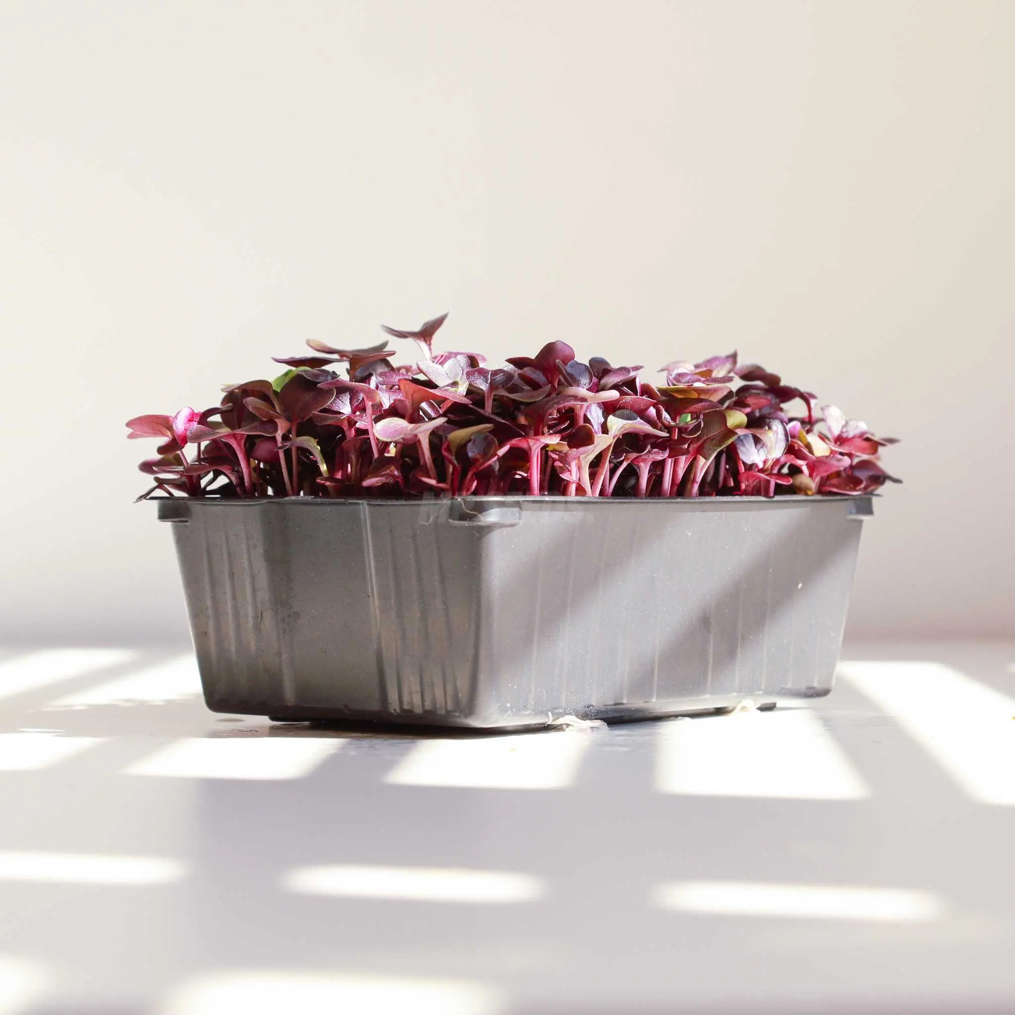 Top Trays for Microgreens : Your Guide to Growing Trays and Pots, MP SEEDS