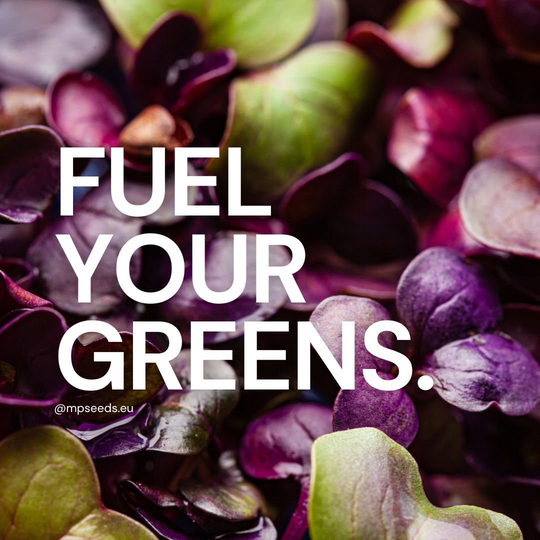 The Best Microgreen Fertilizer: Essential Tips for Thriving Growth
