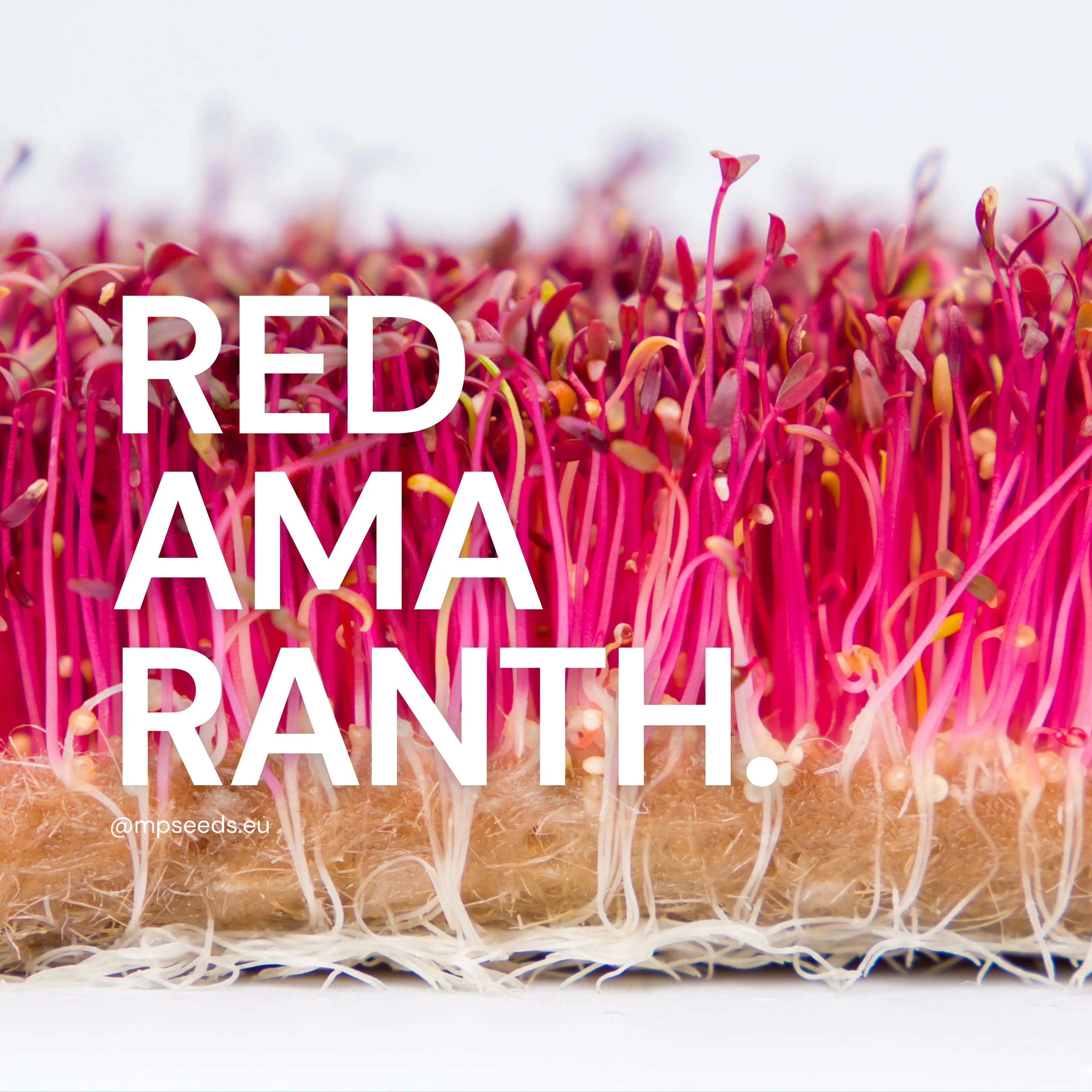 Red Amaranth Microgreens Salad Recipe