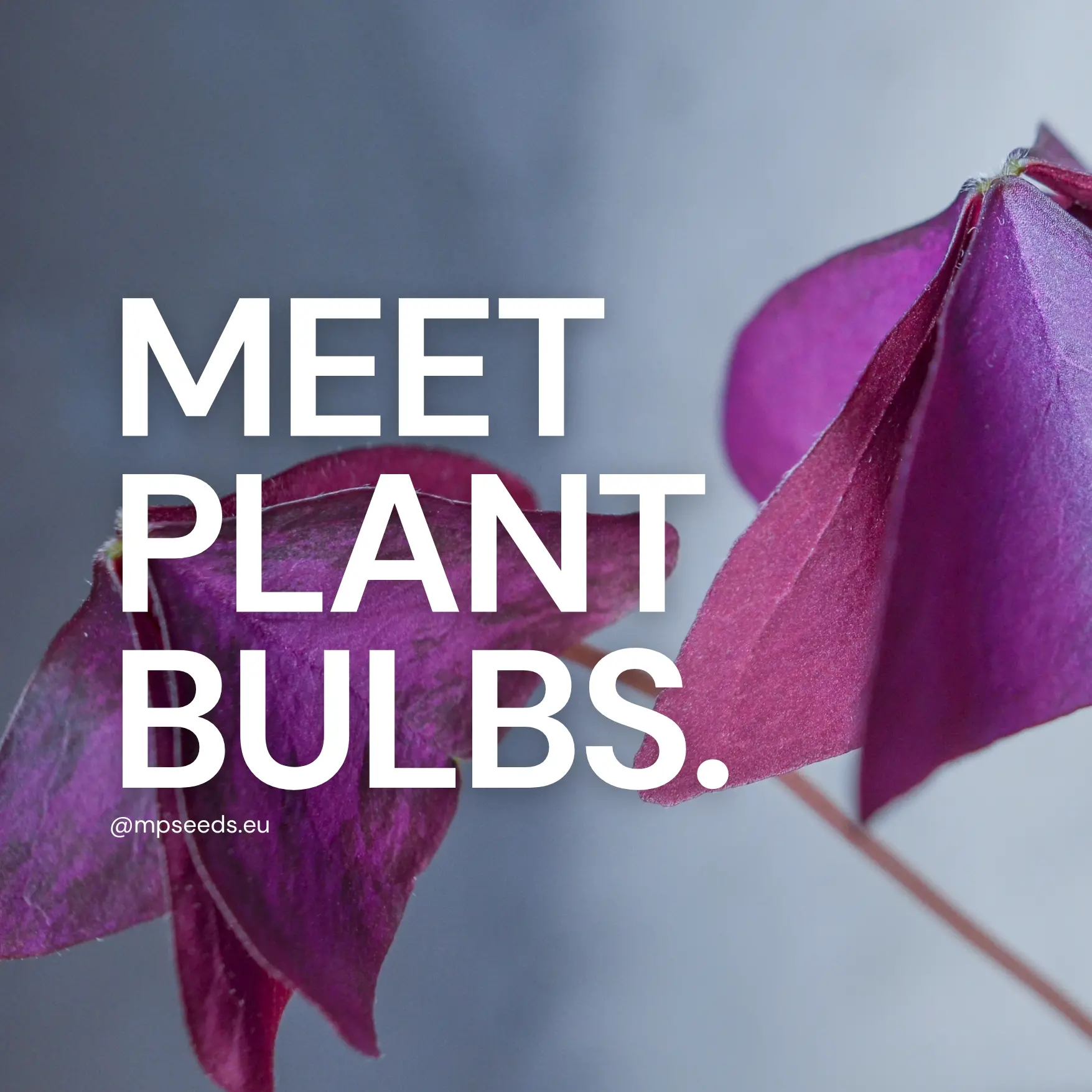 What are plant bulbs and how to grow edible leaves from them?