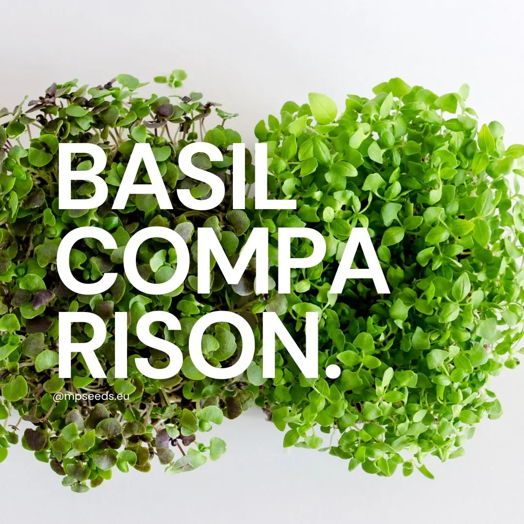 Basil Microgreens: Varieties, Growing Guide & Uses