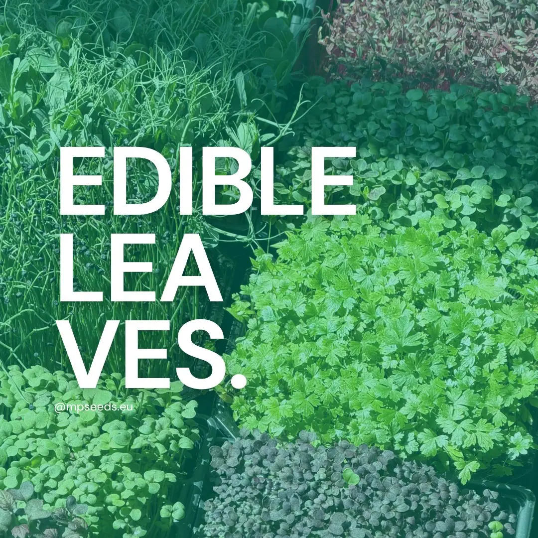 15 Leaves You Can Eat: Vegetables, Herbs and Flowers