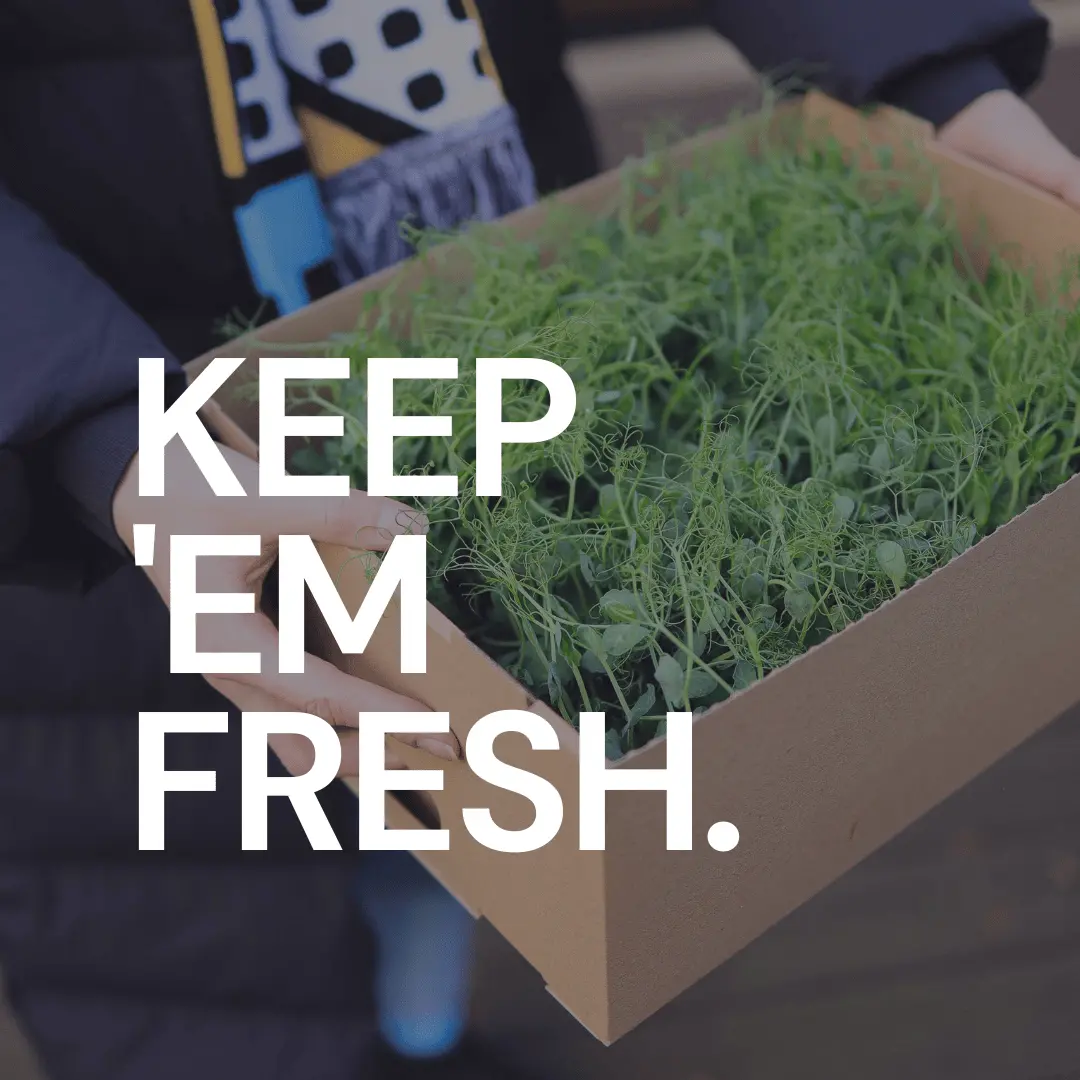 Preparing Microgreens for Professional Sale: Tips and Tricks for Small Business Owners