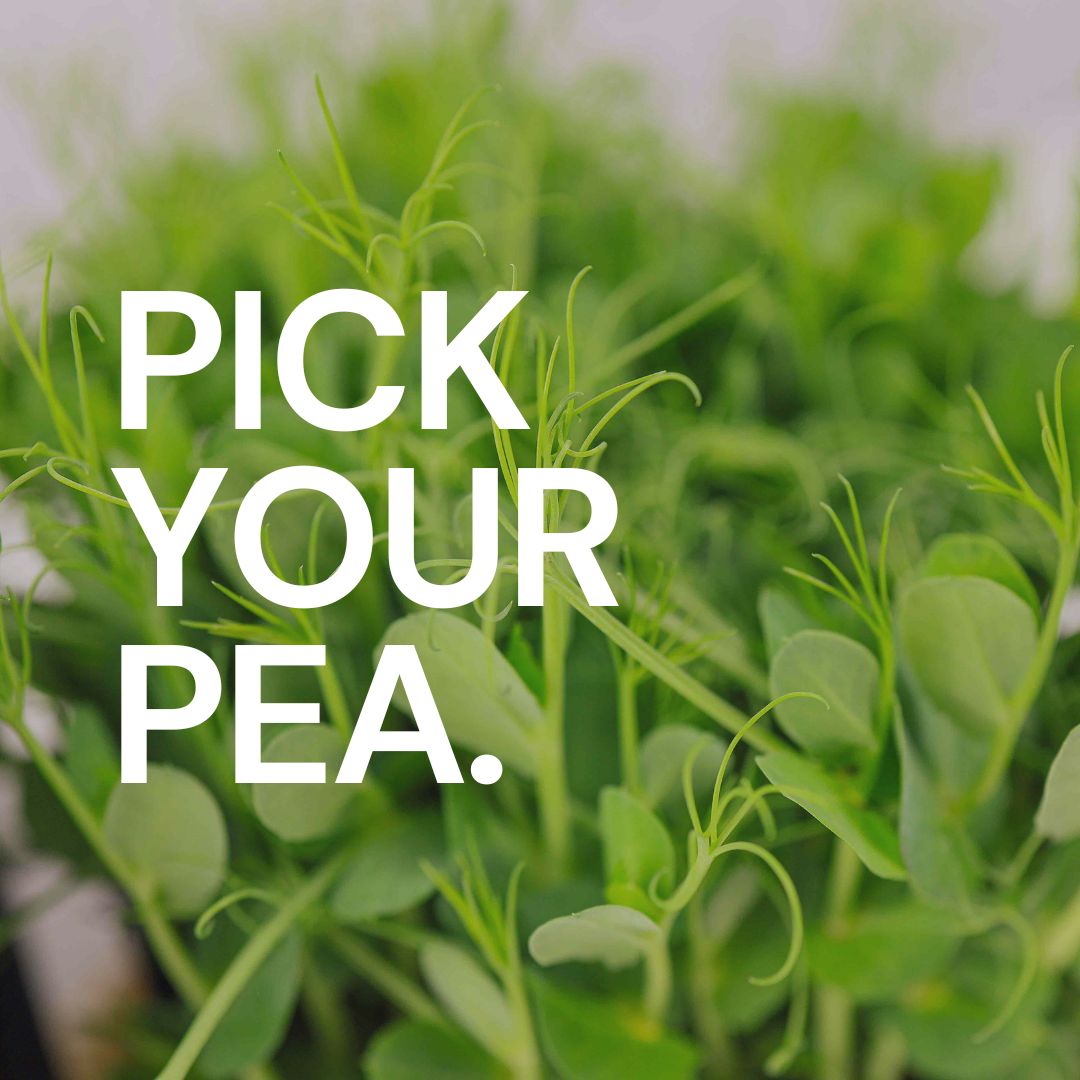 Comparison of Pea Microgreens- Choosing the Ideal Variety for Your Urban Farm