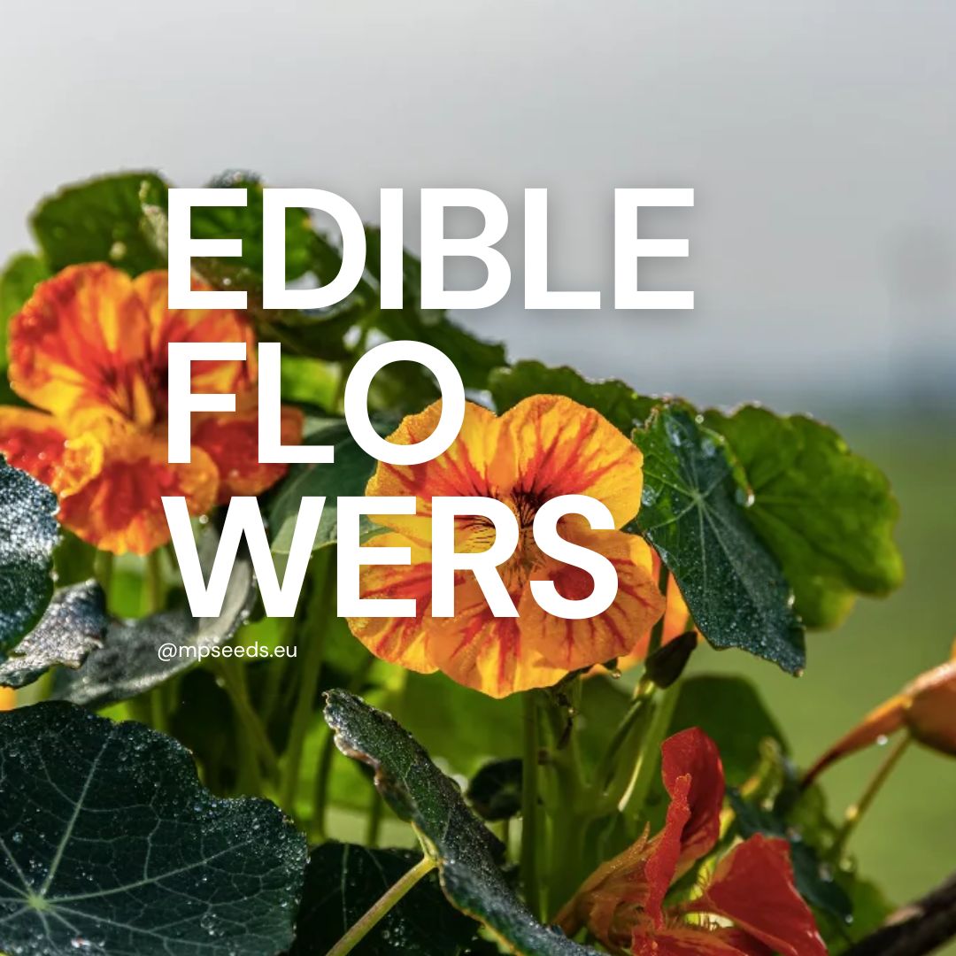 Edible Flowers